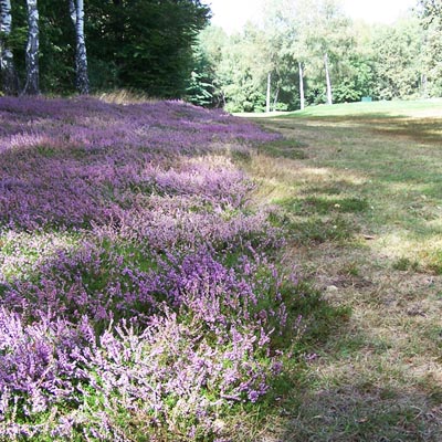 Pierfrancesco De Simone - Golf des Iles Borromeès